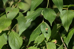 Nyctanthes arbor-tristis