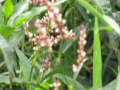 Persicaria glabra