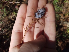Taxodiomyia cupressiananassa