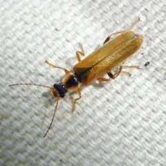 Cantharis decipiens