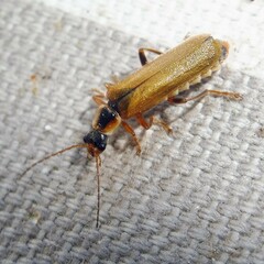 Cantharis decipiens