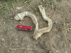 Masticophis mentovarius