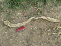 Masticophis mentovarius