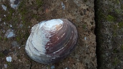 Sinanodonta woodiana