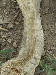 Masticophis mentovarius