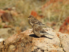Linaria flavirostris