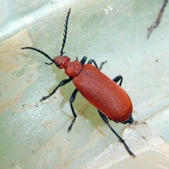 Pyrochroa serraticornis