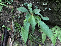Rhynchotechum discolor