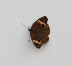 Junonia zonalis