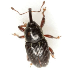 Apinocis blanditus
