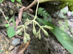 Rhynchotechum discolor