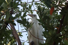 Ardea herodias occidentalis