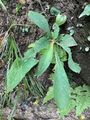 Rhynchotechum discolor