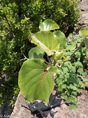 Ficus abutilifolia