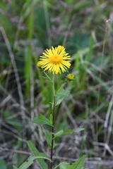 Inula japonica