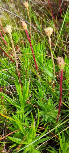 Largefruit Plumeseed (Zyrphelis macrocarpa)