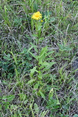 Inula japonica