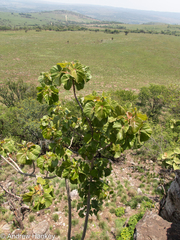 Ficus abutilifolia