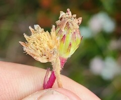 Zyrphelis macrocarpa