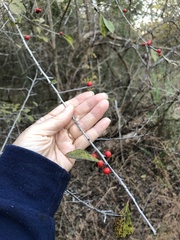 Ilex decidua