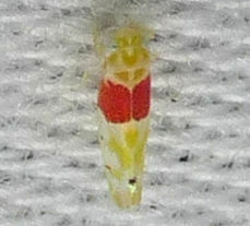 Eratoneura osborni