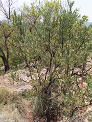 Osyris lanceolata