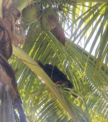 Geranospiza caerulescens