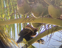 Geranospiza caerulescens