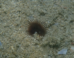 Myxicola