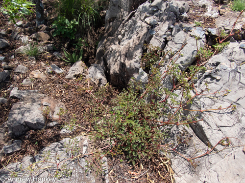 Cyphostemma sulcatum
