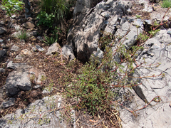 Cyphostemma