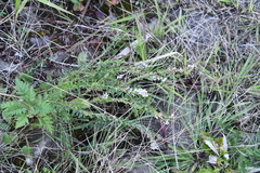 Lespedeza juncea