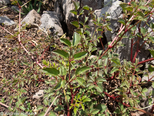 Cyphostemma sulcatum