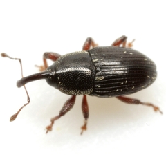 Apinocis blanditus