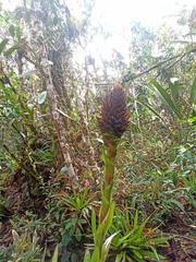 Guzmania triangularis
