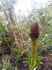 Guzmania triangularis