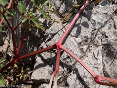 Cyphostemma