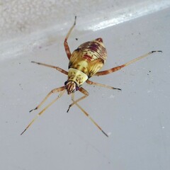 Rhabdomiris striatellus