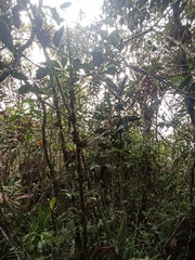 Guzmania triangularis