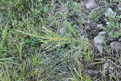Lespedeza juncea