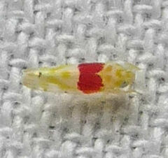 Eratoneura osborni