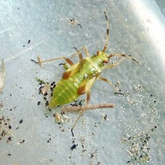Dryophilocoris flavoquadrimaculatus