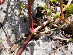 Cyphostemma