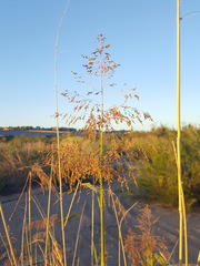 Panicum antidotale