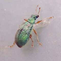 Polydrusus pterygomalis