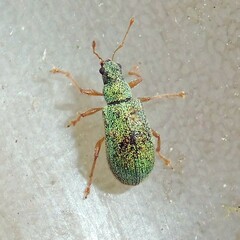 Polydrusus pterygomalis