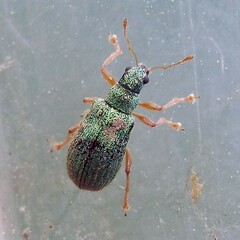 Polydrusus pterygomalis