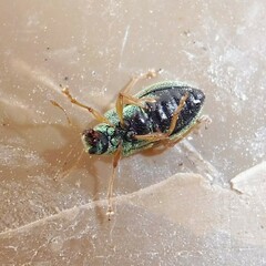 Polydrusus pterygomalis