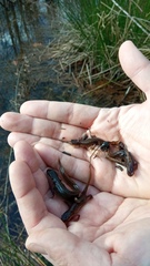 Lissotriton vulgaris meridionalis