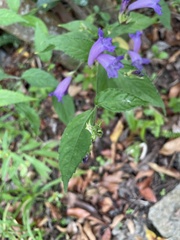 Strobilanthes formosana